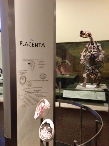 Column on AMNH Fourth Floor exhibit space that marks the spot where the virtual critter emerged along the evolutionary pathway in the Hall of Primitive Mammals.