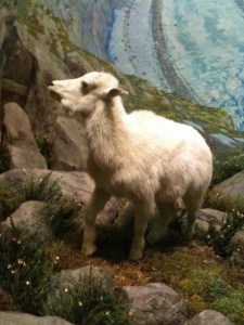 No more "demon" eye in the baby Mountain Goat, who is surrounded by thousands of flowers refurbished by AMNH volunteers