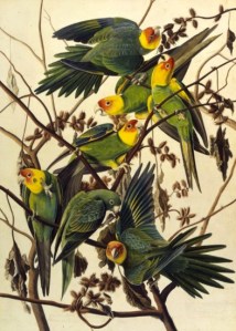 JJ Audubon painted them before they went extinct: Carolina Parakeet: Study for Havell, pl. 26, (c. 1825). Source: NYHS