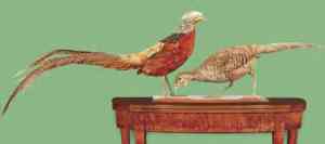 Mounted Golden Pheasants once owned by George Washington were early JJA subjects. Source: Harvard’s Museum of Comparative Zoology