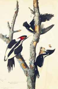 JJ Audubon's Ivory-billed Woodpecker: Study for Havell, pl. 66 (c. 1825–26) Source: NYHS