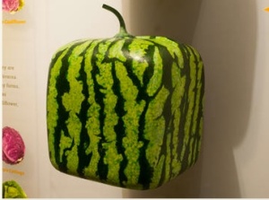 Japanese cube melon. Photo: AMNH/D. Finnin