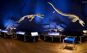 Whales exhibit tells the evolution story. Courtesy: Museum of New Zealand Te Papa Tongarewa