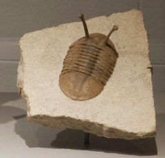 Asaphus, from St. Petersburg, has eyes bugging out (Ordovidian, 490-440 mya). Photo: ©AMNH/R.Mickens)