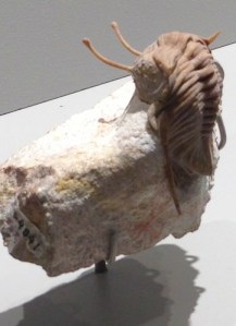 When the exoskeleton of Dicranurus disintegrated in the Lower Devonian, it left a fossilized cast that is so perfectly prepared you think you’re watching him in action 