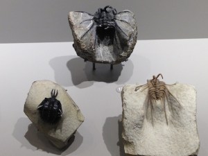 Trilobites with tridents and horns. Walliserops is found in Morocco’s Lower to Middle Devonian strata.