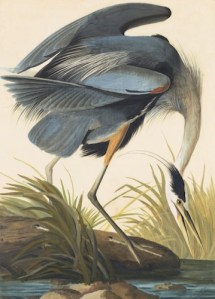 Audubon’s Great Blue Heron (Ardea herodias), Study for Havell pl. 281 (1832). Watercolor, graphite, and pastel on paper, laid on thin board. Courtesy NYHS and Mrs. Audubon 