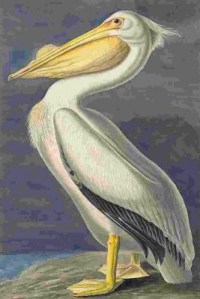 American White Pelican (Pelecanus erythrorhynchos), Havell plate no. 311