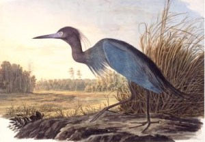 Little Blue Heron (Egretta caerulea), Havell plate no. 307, 1832