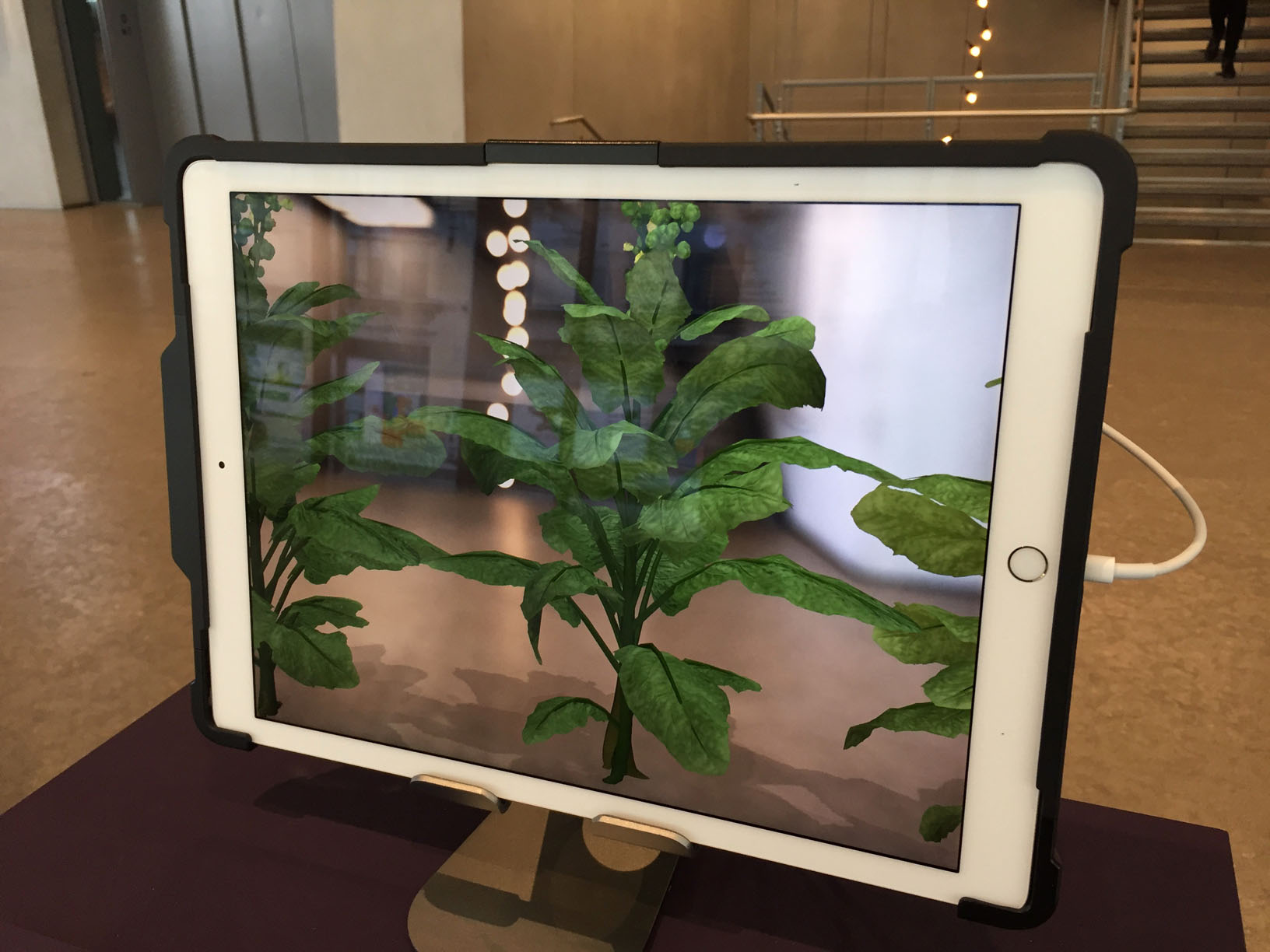 1-1 Wolf Nation at The Whitney